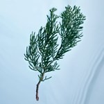 Cher Beauty Iris Edp Presentación 100 ml #5