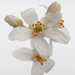 Perfume Her Intense| Eau de Parfum |Burberry|x 50 ml #7