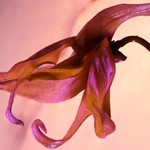 Paco Rabanne Olympea Solar For Woman EDP x 50 ML #5