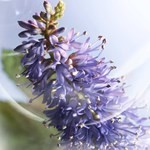 Lancome La Vie Est Belle Iris Absolu 100 ml #6