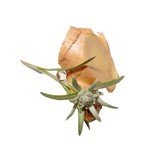 Kerastase Genesis Bain Dynamisant 250 ml #3