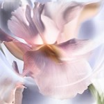 Lancome La Vie Est Belle Iris Absolu 100 ml #5