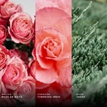 Al Wataniah Shagaf Al Ward Edp 100 ml #3