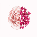 Givenchy Irresistible Fraiche Edt Presentación 50 ml #3